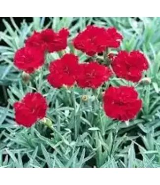 DIANTHUS 'FROSTY FIRE' 1G