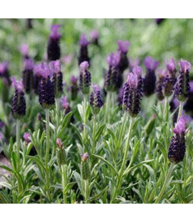 Lavender, Anouk Purple Medley 1G