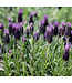 Lavender, Anouk Purple Medley 1G