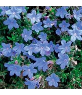 LITHIDORA GRACE WARD 1G