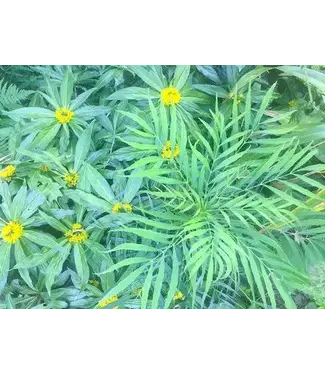 MAHONIA 'SOFT CARESS' 2G