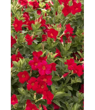 MANDEVILLA  CRIMSON SUN PARASOL 3G tripod