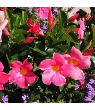 MANDEVILLA  PINK SUN PARASOL 3G tripod
