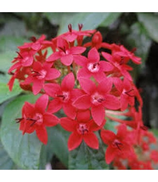 PENTAS 'RUBY GLOW' 1G