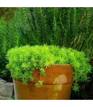 The Plant Shoppe Sedum 'Angelina' 1G