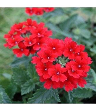 The Plant Shoppe Verbena 'Homestead Red' 1Q