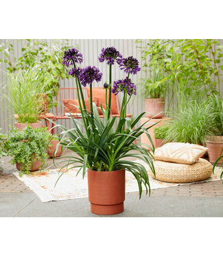 AGAPANTHUS BLACKJACK 2G