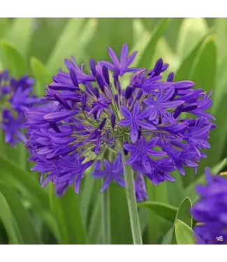 The Plant Shoppe AGAPANTHUS EVER AMETHYST 2G