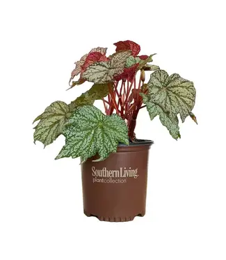 The Plant Shoppe Begonia Lunar Lights 'Sterling Moon' 2G