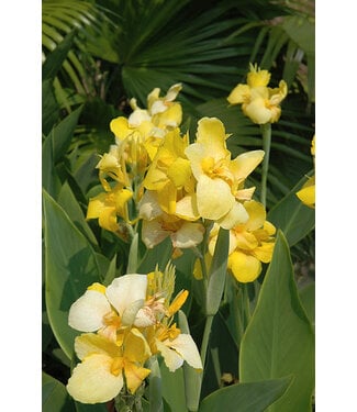 Canna Cannova Yellow 2G