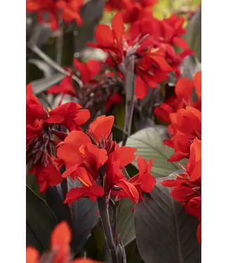 Canna Cannova Bronze Scarlet 2G