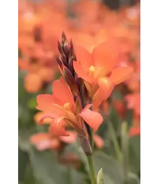 Canna Cannova Orange Shades 2G