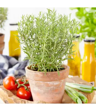 ROSEMARY CHEF'S CHOICE  # 1