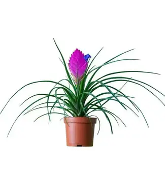 Tillandsia Cyanea - bromeliad 4"