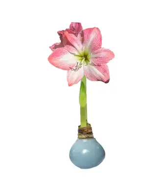 Sugar Blue Waxed Amaryllis with Cherry Blossom Flower