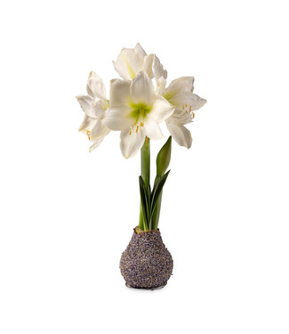 Lavender Covered waxed Amaryllis with White Flower