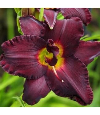 Daylily, Bogeyman 6"