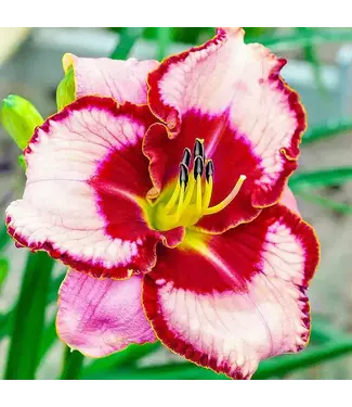 Daylily, Lies and Lipstick 6"