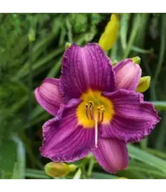 Daylily, Purple D' Oro 6"