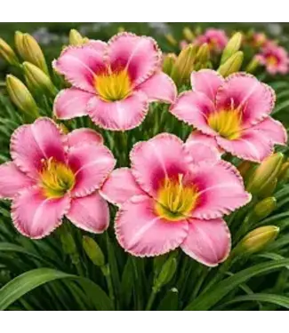 Daylily, Rosy Returns  6"