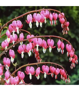 Dicentra Spectabilis Bleeding Heart 6"