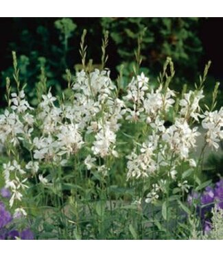 Gaura, Belleza Early White 6"