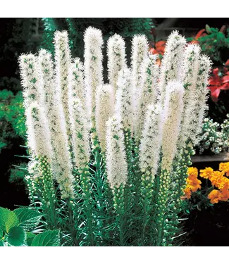 Liatris spicata Alba 6"