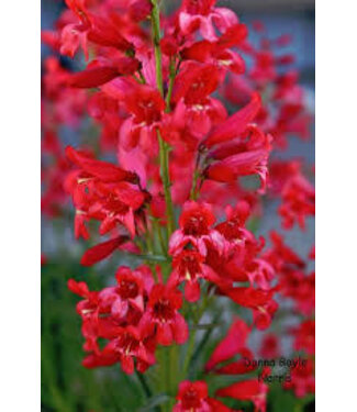 Penstemon, Super Star 6"