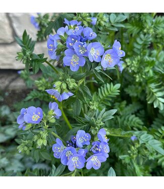 Polemonium, Jacob's Ladder, Hurricane Ridge 6"