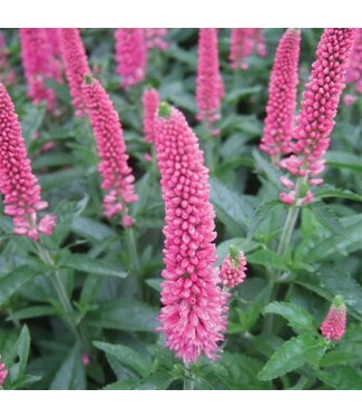 Veronica longifolia, First Love 6"