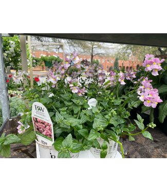 Proven Winner Nemesia Aromance Pink 1Q PW