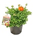 The Plant Shoppe Ranunculus 7.5"