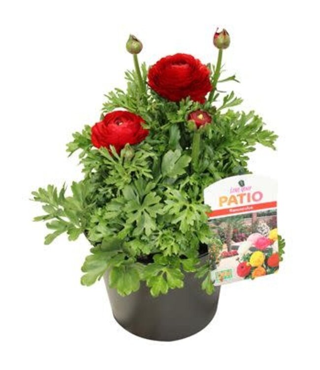 The Plant Shoppe Ranunculus 7.5"