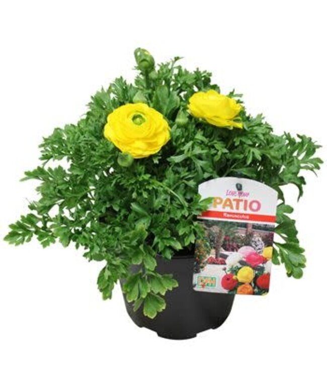 The Plant Shoppe Ranunculus 7.5"