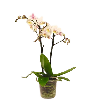 Phalaenopsis Piccola Multi Spike 3.5"