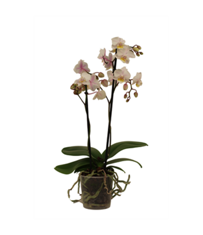 Phalaenopsis Piccola Multi Spike 3.5"