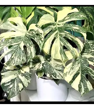 Monstera Thai Constellation 6"