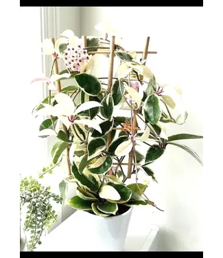 Hoya Trellis Krimson Queen 10"