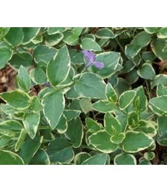 Vinca major expoflora Periwinkle 4.25"
