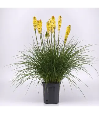 Kniophofia grandiflora Mix 4.5"