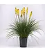 Kniophofia grandiflora Mix 4.5"