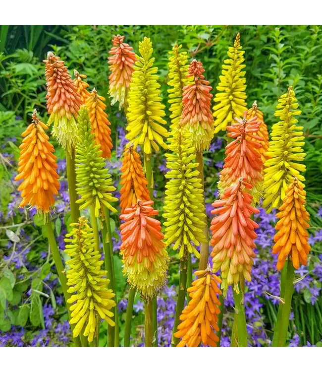 Kniophofia grandiflora Mix 4.5"
