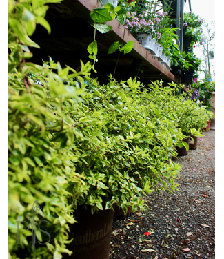 ABELIA SUNTASTIC TM 'RADIANCE' PP21929 # 3