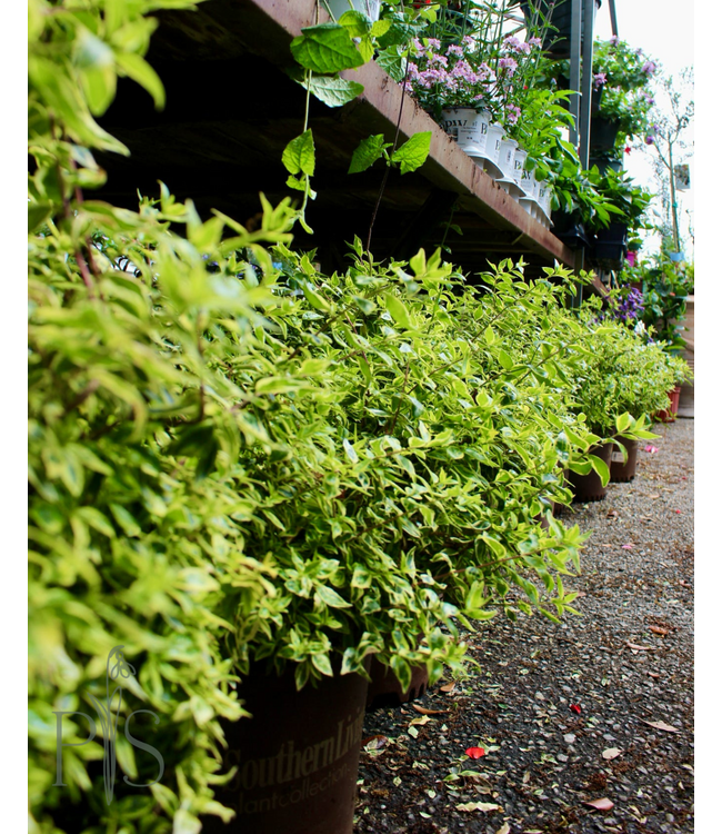 ABELIA SUNTASTIC TM 'RADIANCE' PP21929 # 3