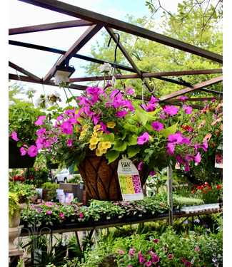 The Plant Shoppe HB Premium Mixed Hanging Coco Basket 14"