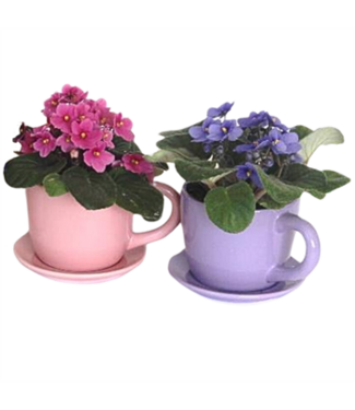 Violet in Tea Cup 2.5"