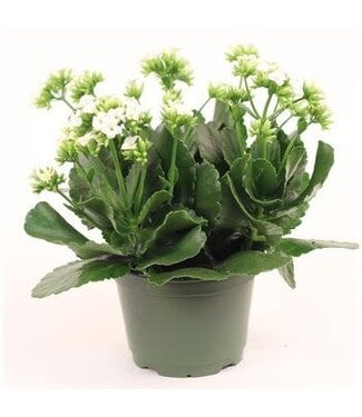 The Plant Shoppe Kalanchoe White 6"