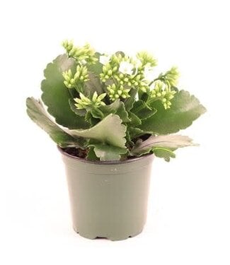 The Plant Shoppe Kalanchoe White 4.5"