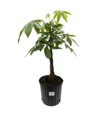 Pachira Money Tree 10"