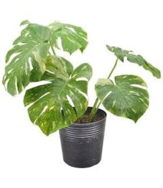 Monstera Thai Constellation 10"